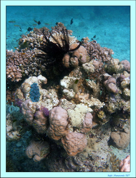 209   07   Sibuan 24